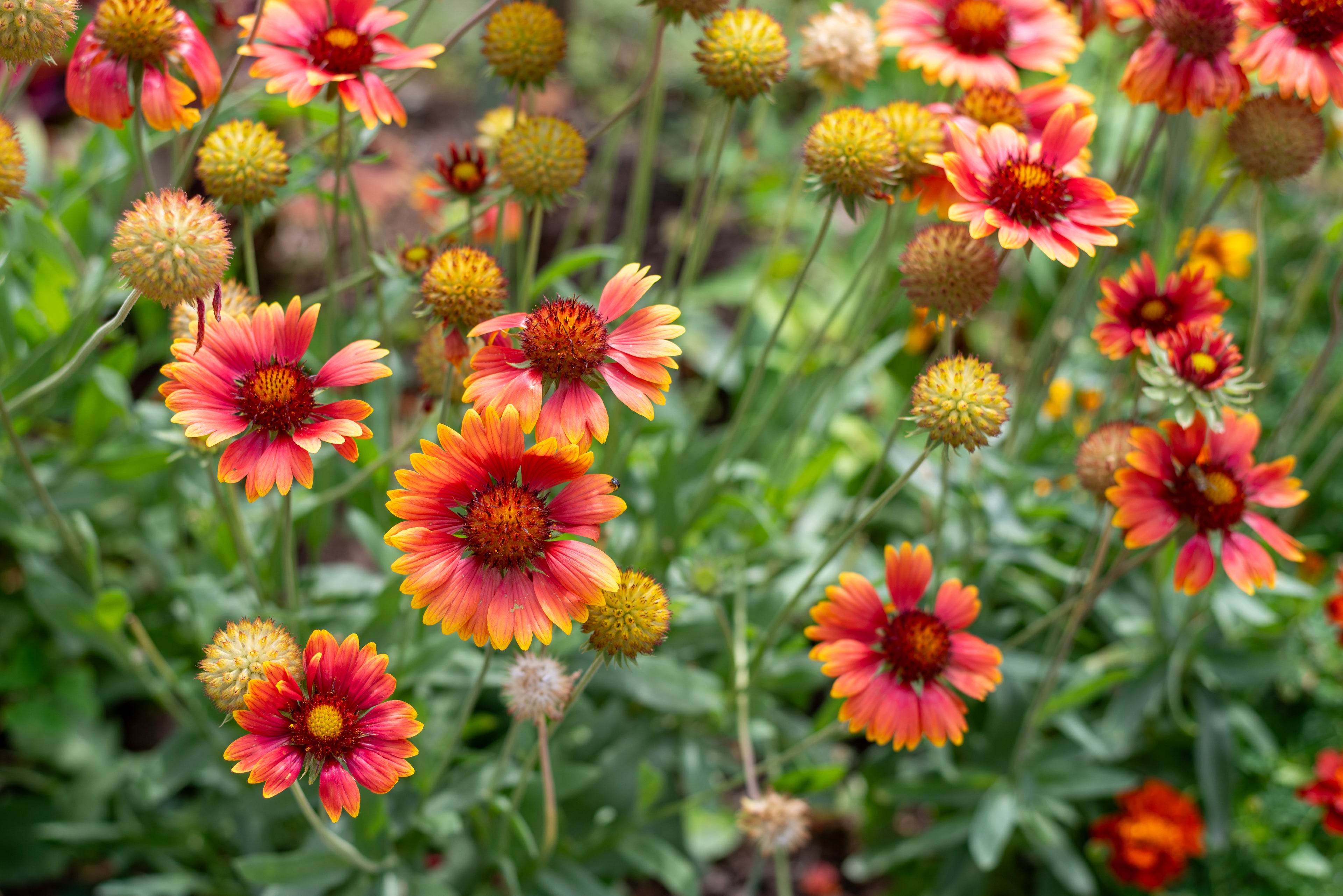 Easy Lawn Replacement