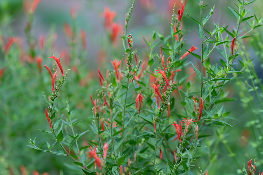 Flame Acanthus