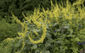 Forsythia Sage