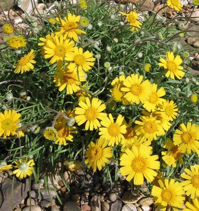 Four-Nerve Daisy