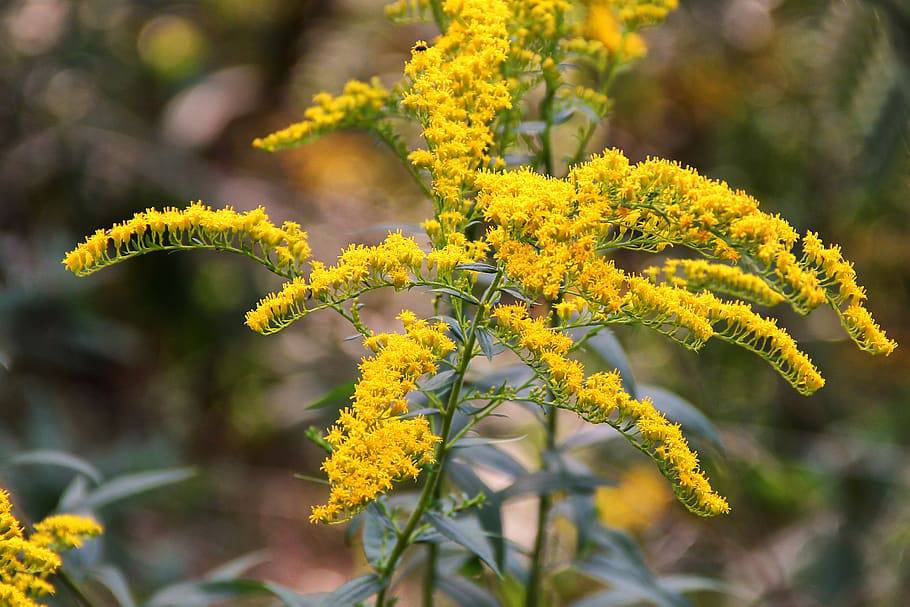 Gray Goldenrod
