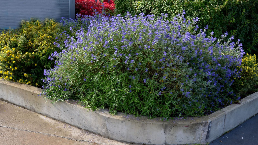 Germander Sage
