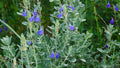 Germander Sage