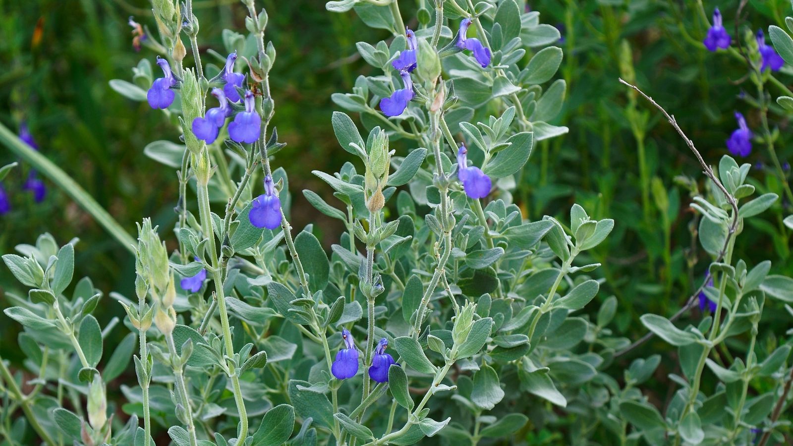 Germander Sage