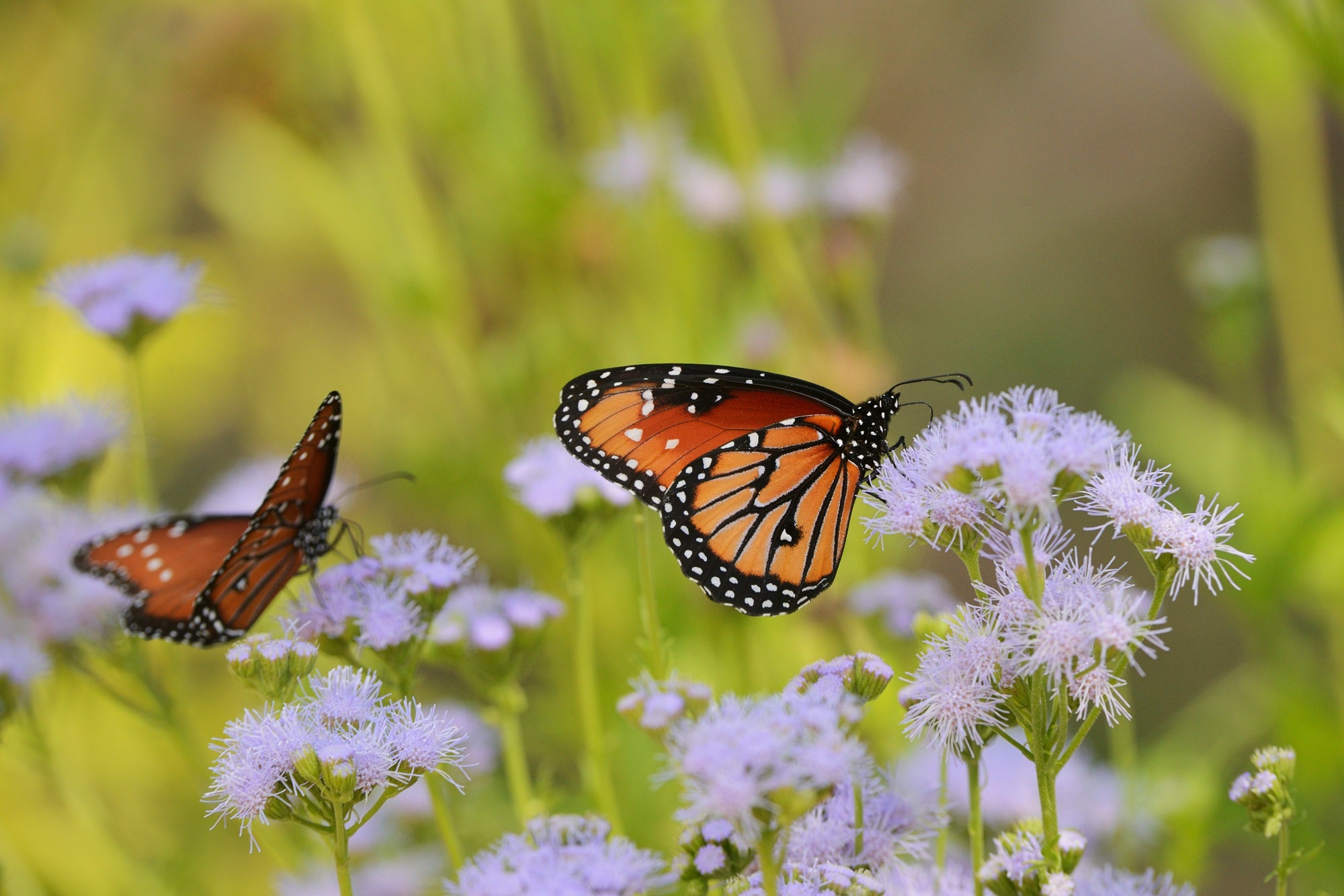 Gregg's Mistflower