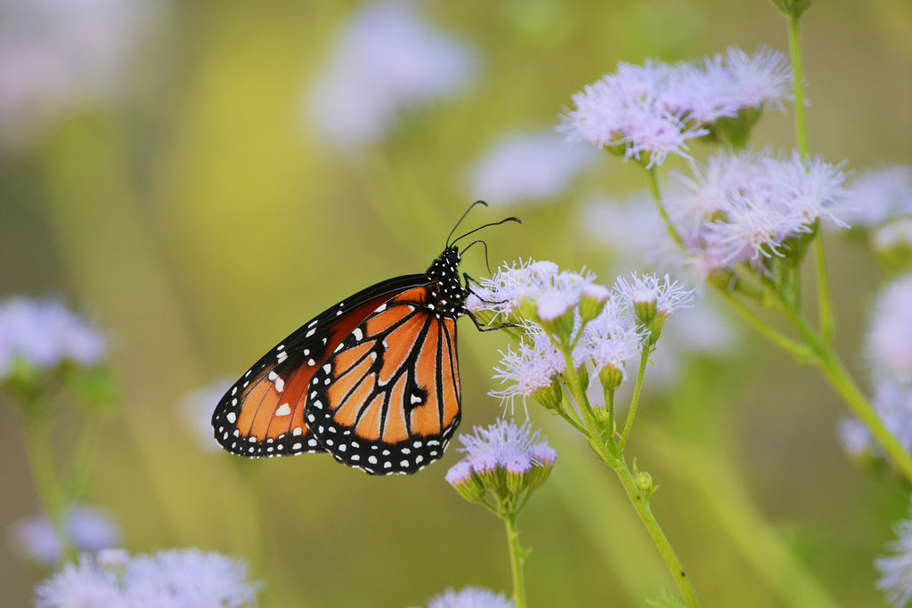Gregg's Mistflower
