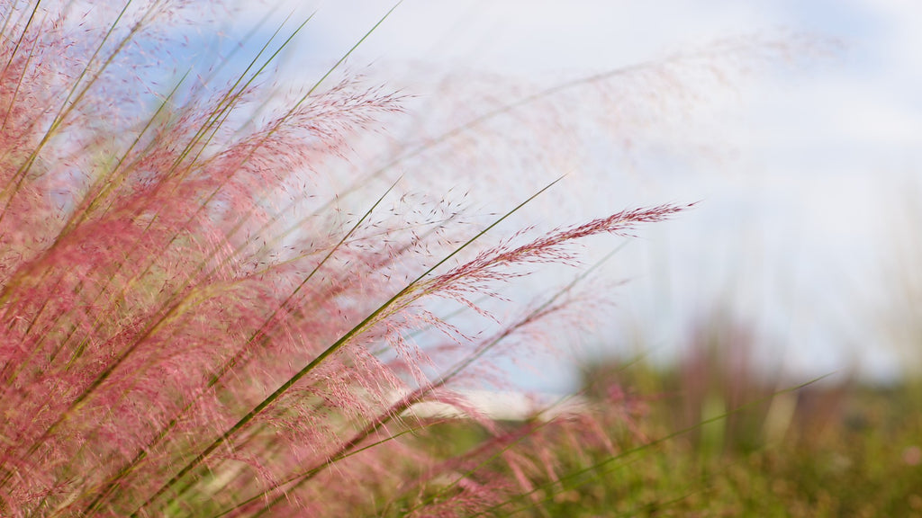 Gulf Muhly
