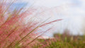 Gulf Muhly