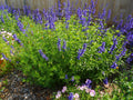 Henry Duelberg Salvia