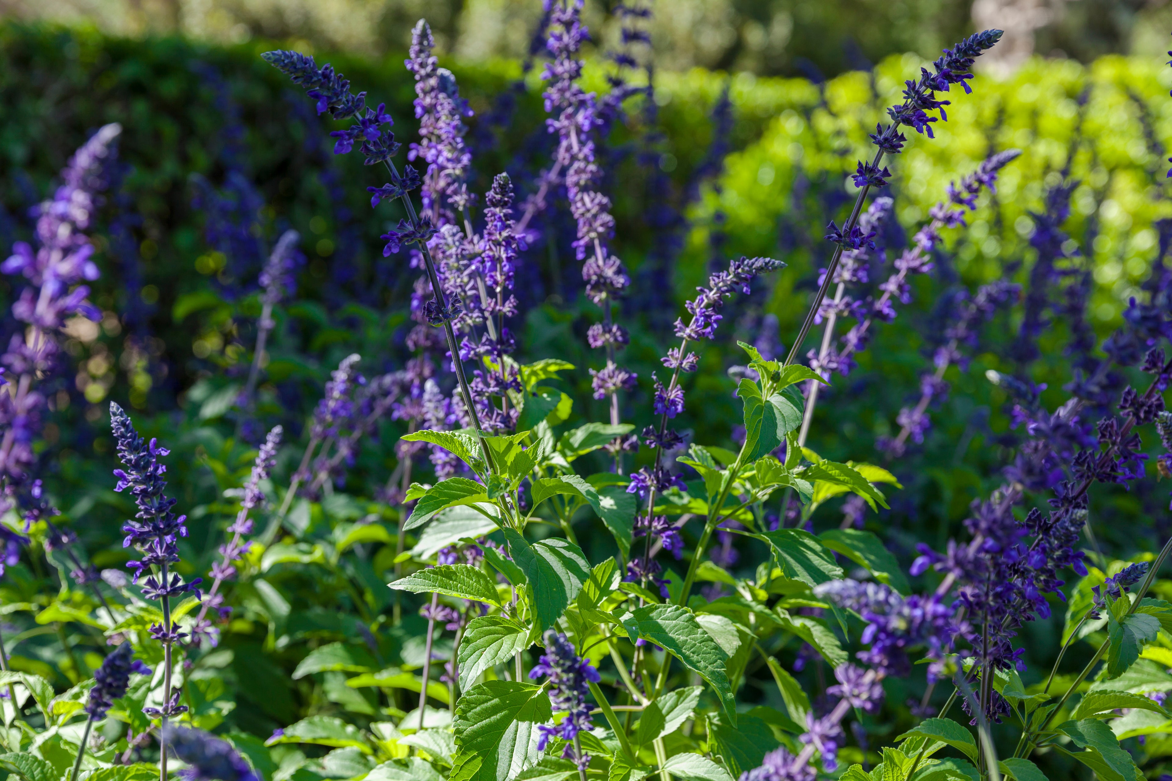 Indigo Spires Salvia