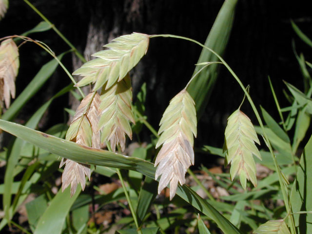 Inland Sea Oats