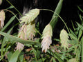 Inland Sea Oats