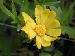Buttercup