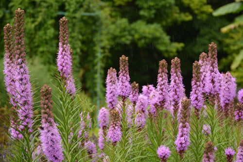 Blazing Star