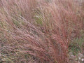 Little Bluestem
