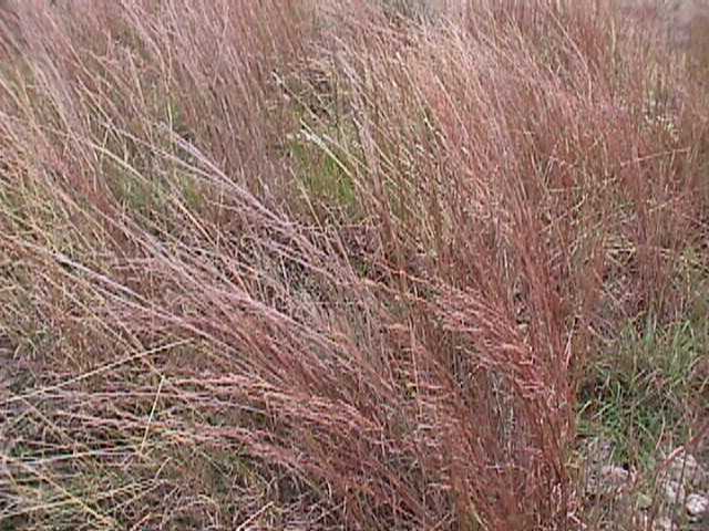 Little Bluestem