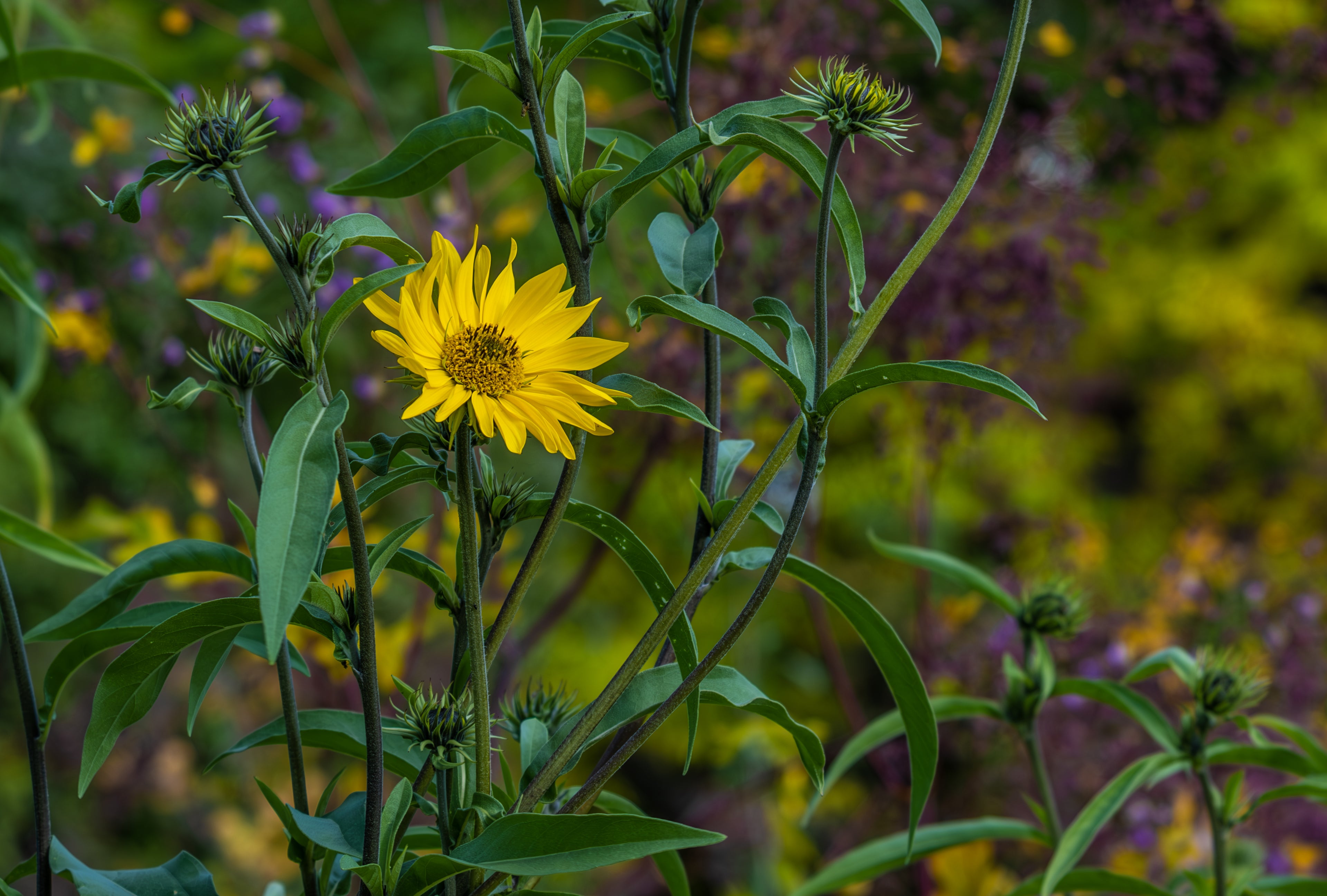 Maximillian Sunflower