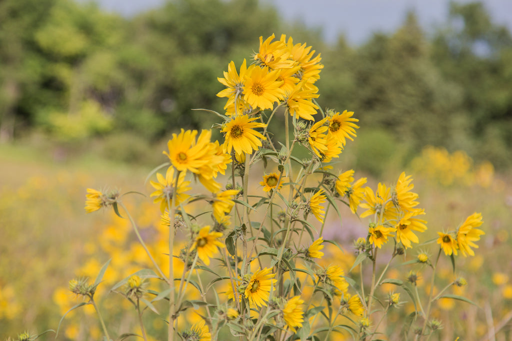 Maximillian Sunflower