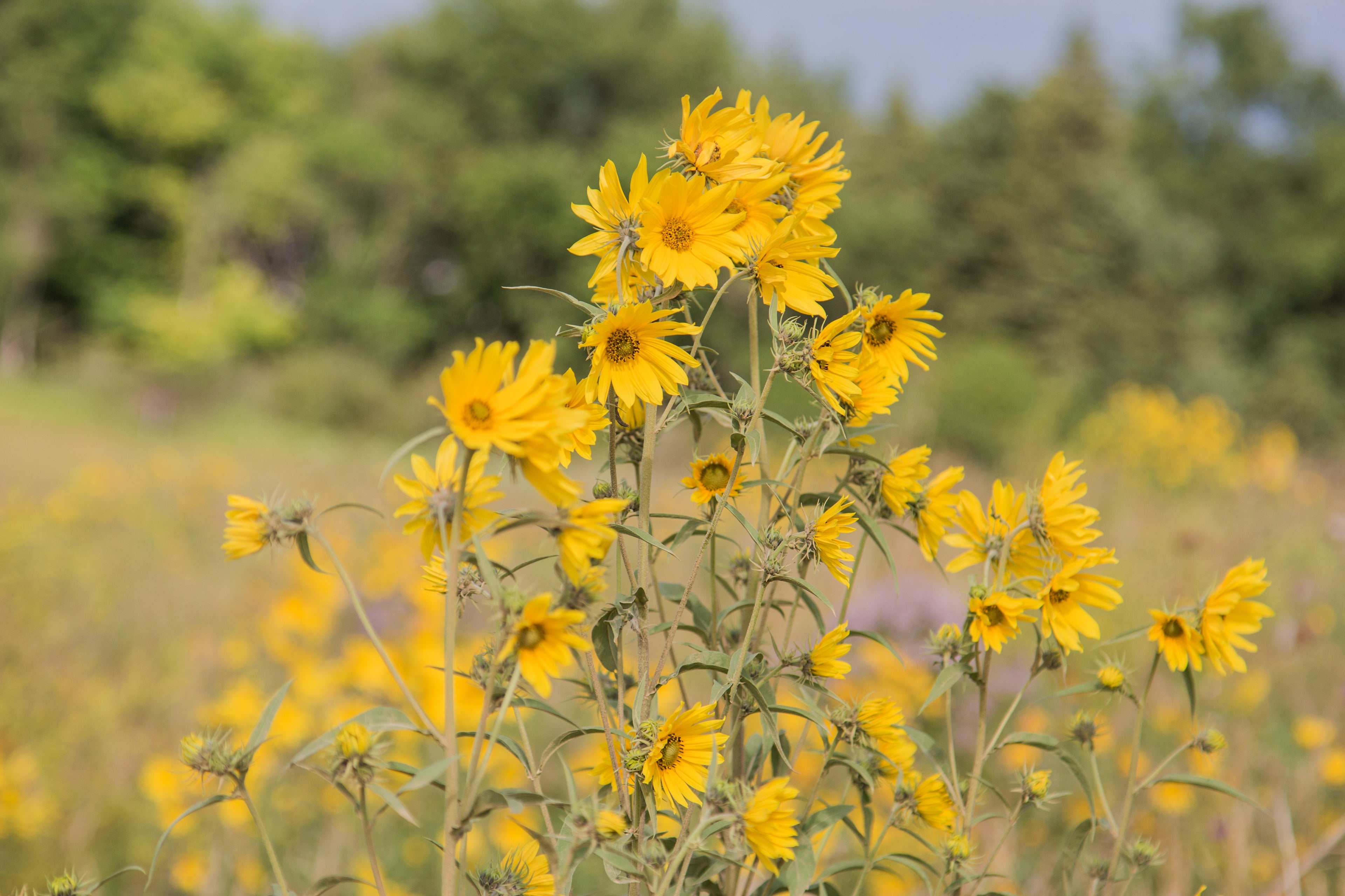 Maximillian Sunflower