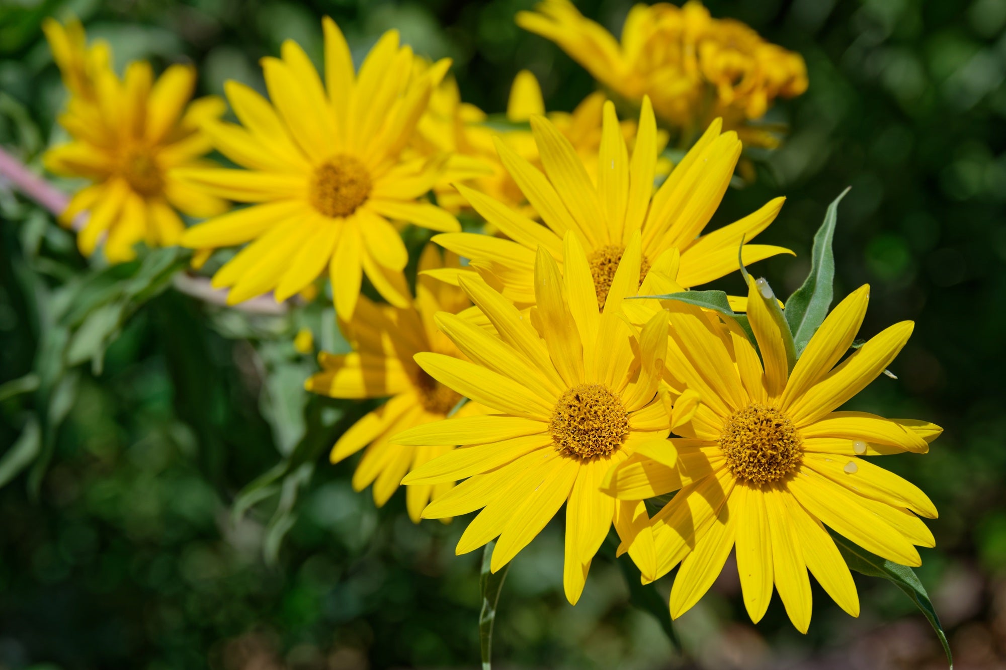 Maximillian Sunflower
