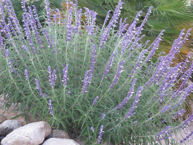 Mexican Bush Salvia