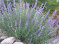Mexican Bush Salvia