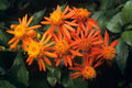 Mexican Flame Vine