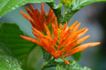 Mexican Honeysuckle
