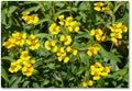 Pericon / Mexican Mint Marigold