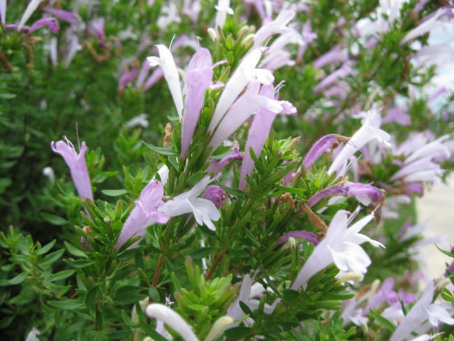 Mexican Oregano