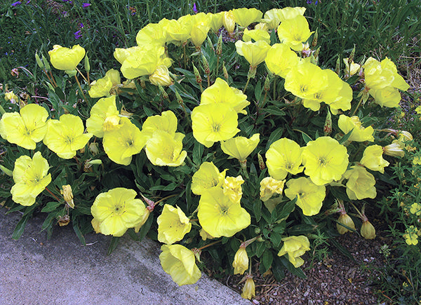 Missouri Primrose
