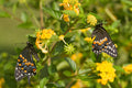 Lantana (New Gold)