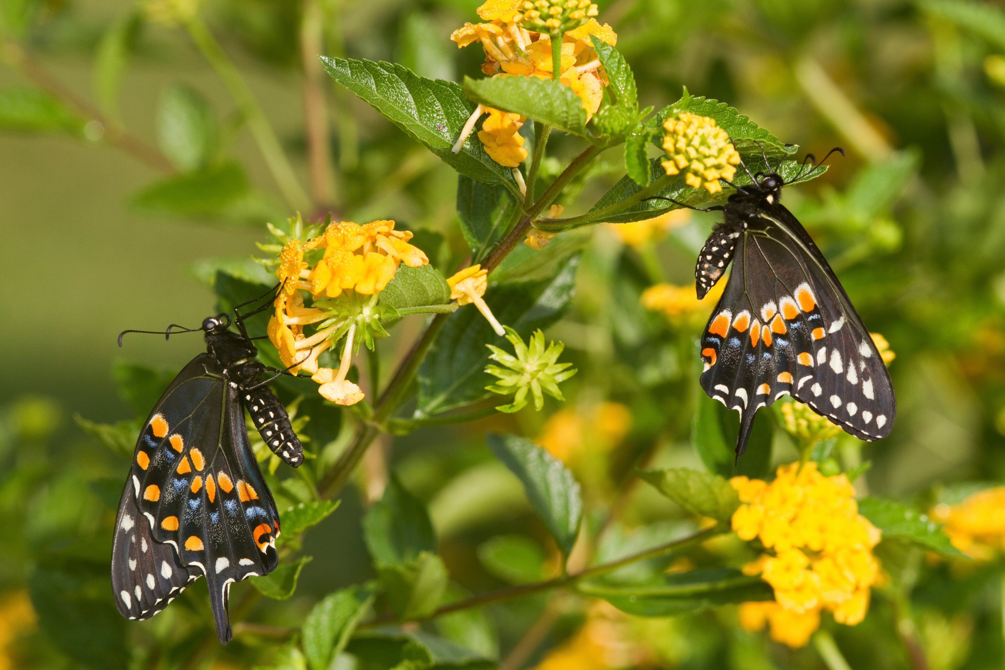 Lantana (New Gold)