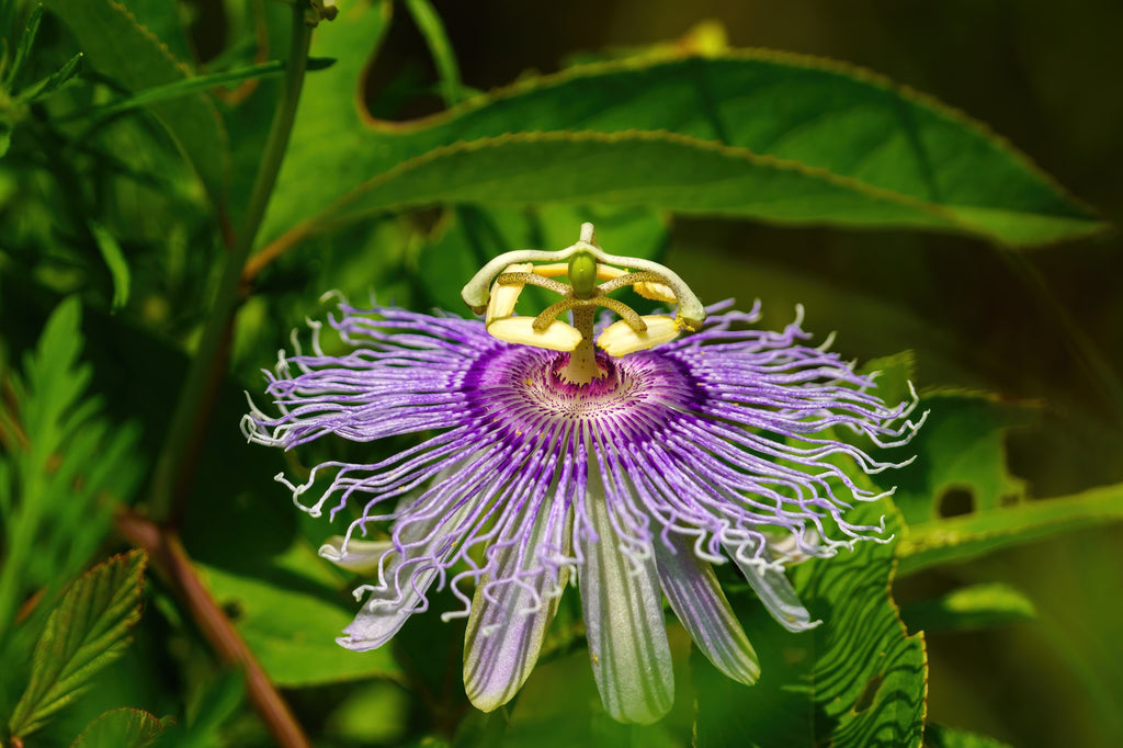Purple Passionflower / Maypop