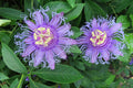 Purple Passionflower / Maypop