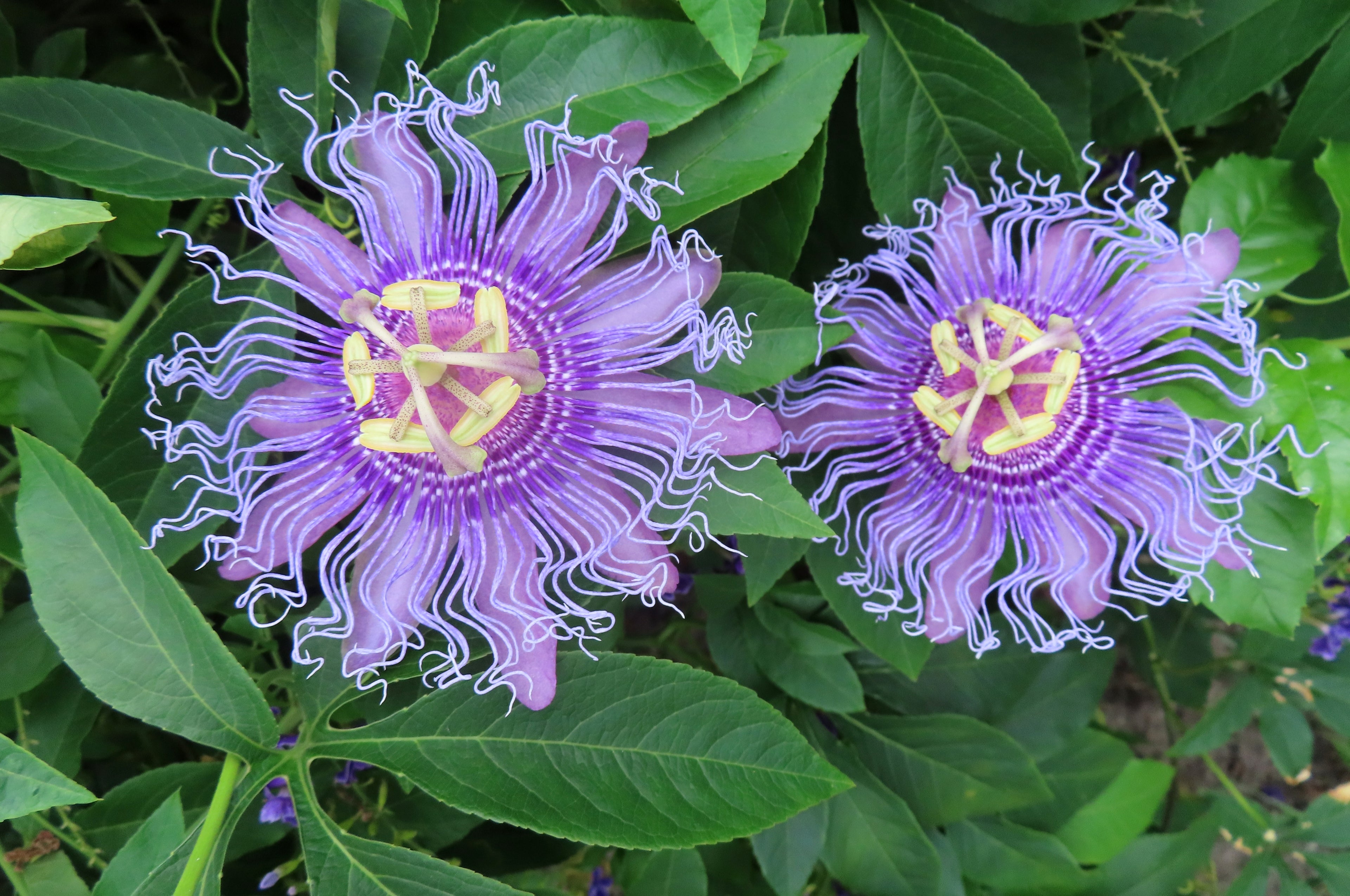 Purple Passionflower / Maypop