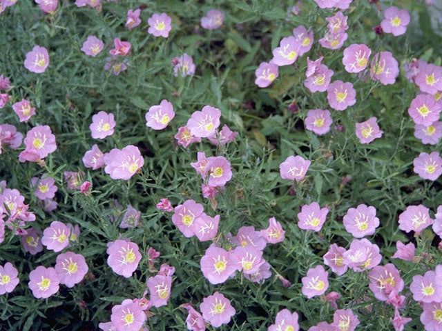Pink Evening Primrose