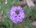 Prairie Verbena