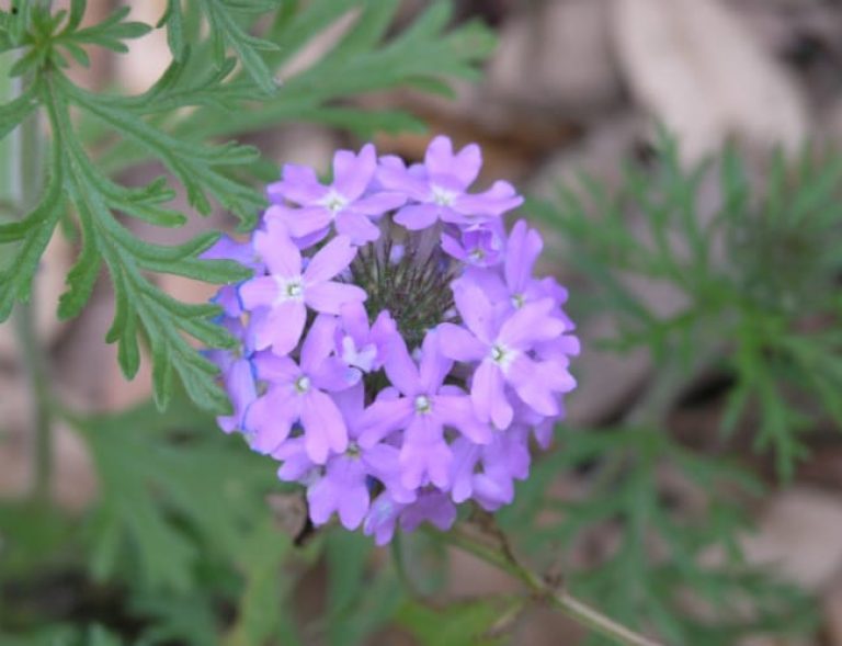 Prairie Verbena