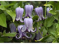 Purple Clematis