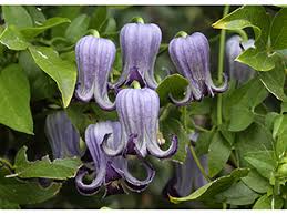 Purple Clematis