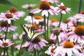 Purple Coneflower