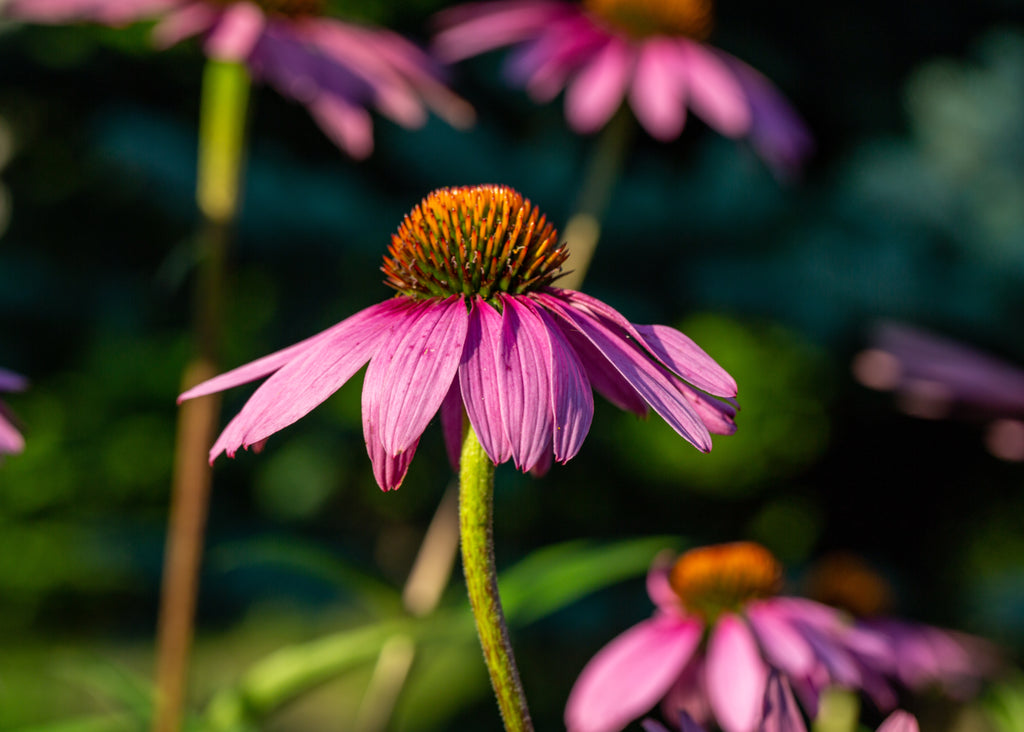 Purple Coneflower