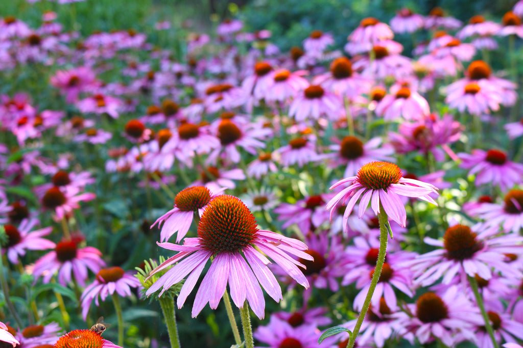 Purple Coneflower