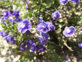 Purple Skullcap