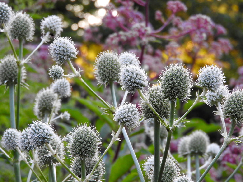 Rattlesnake Master