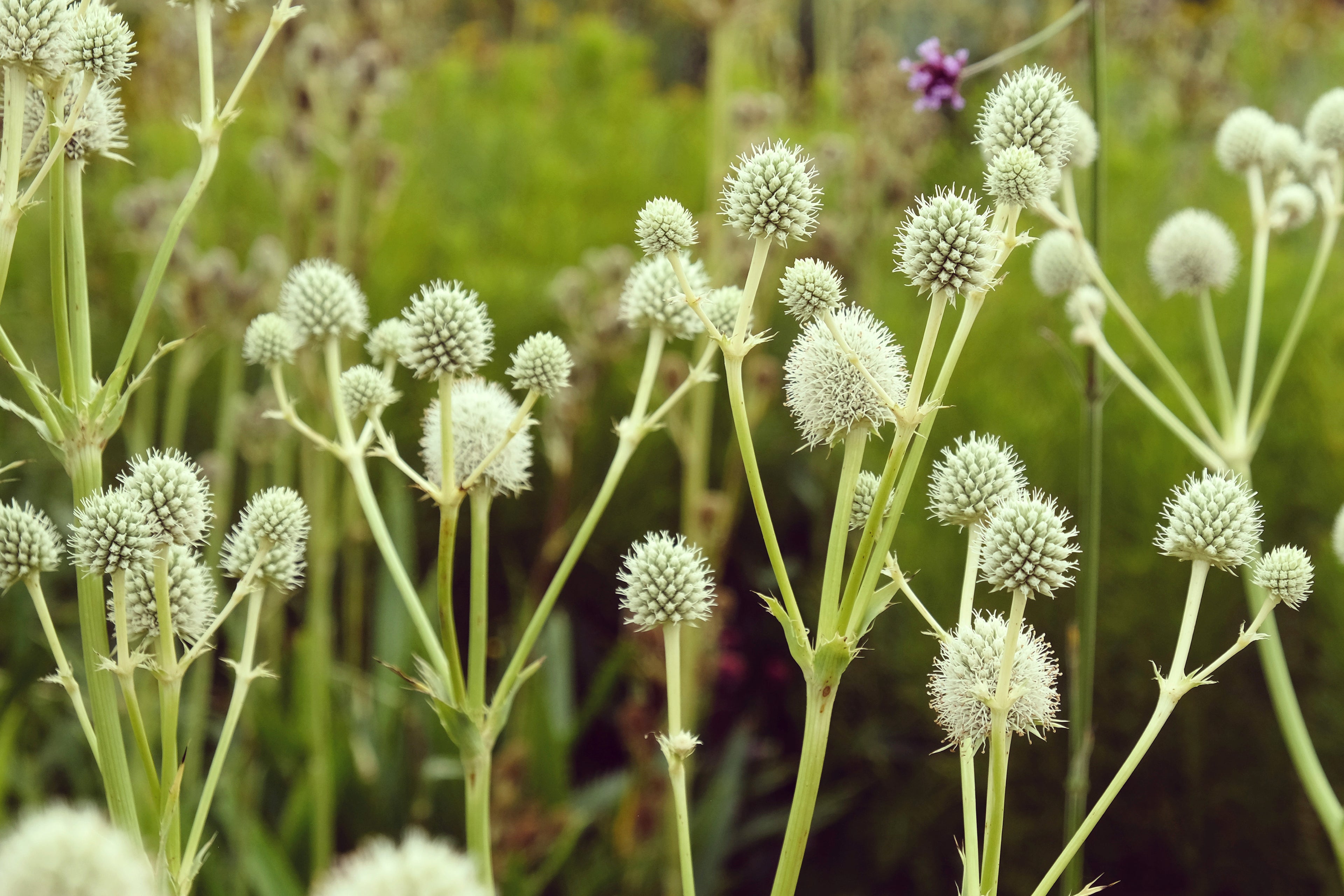 Rattlesnake Master
