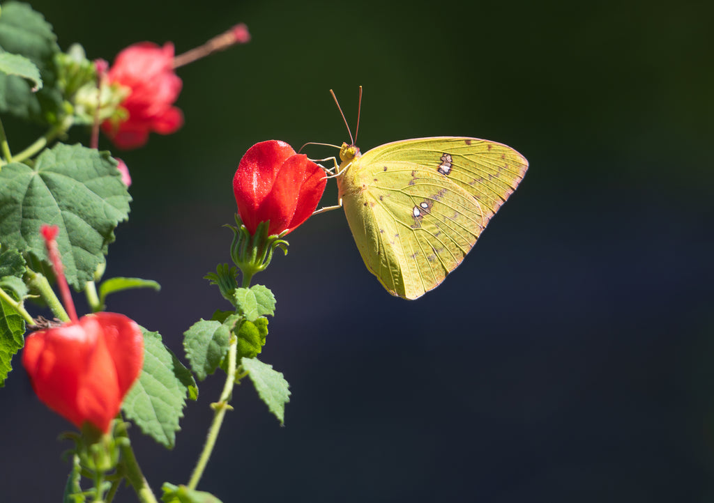 Red Turks Cap