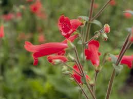Rock Penstemon