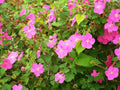Rock Rose